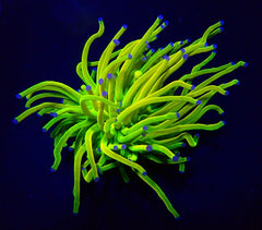 Euphyllia glabrescens (Holy Grail) (p/h)