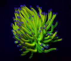 Euphyllia glabrescens (Holy Grail) (p/h)