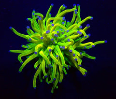 Euphyllia glabrescens (Holy Grail) (p/h)