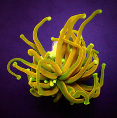 Euphyllia glabrescens (Holy Grail) (3 hds.) f.
