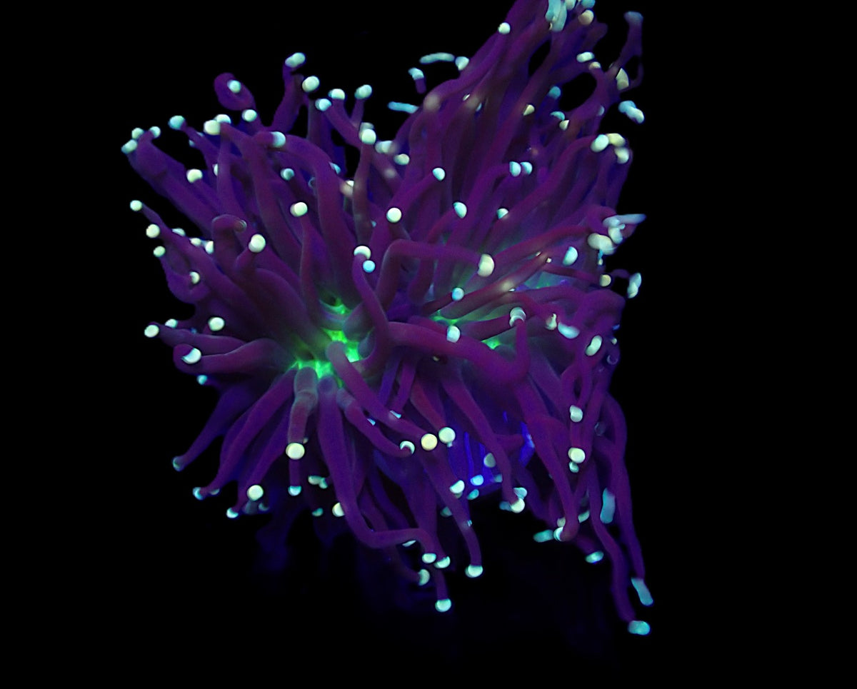 Euphyllia glabrescens (Malaysian Miami) (p/h)