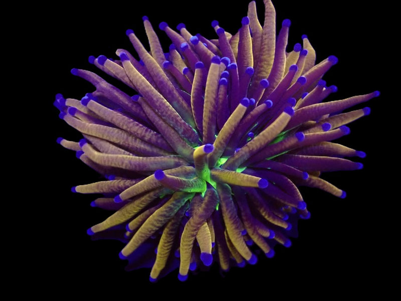 Euphyllia glabrescens (NYknicks)