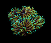 Euphyllia glabrescens (NYknicks) (p/h)