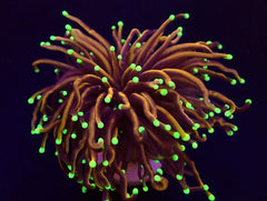 Euphyllia glabrescens (NYknicks) (p/h)