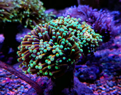 Euphyllia glabrescens (NYknicks) (2 hds.) f.