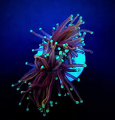 Euphyllia glabrescens (NYknicks) (3 hds.) f.