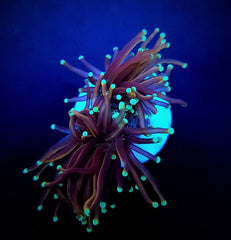 Euphyllia glabrescens (NYknicks) (4 hds.) nf.