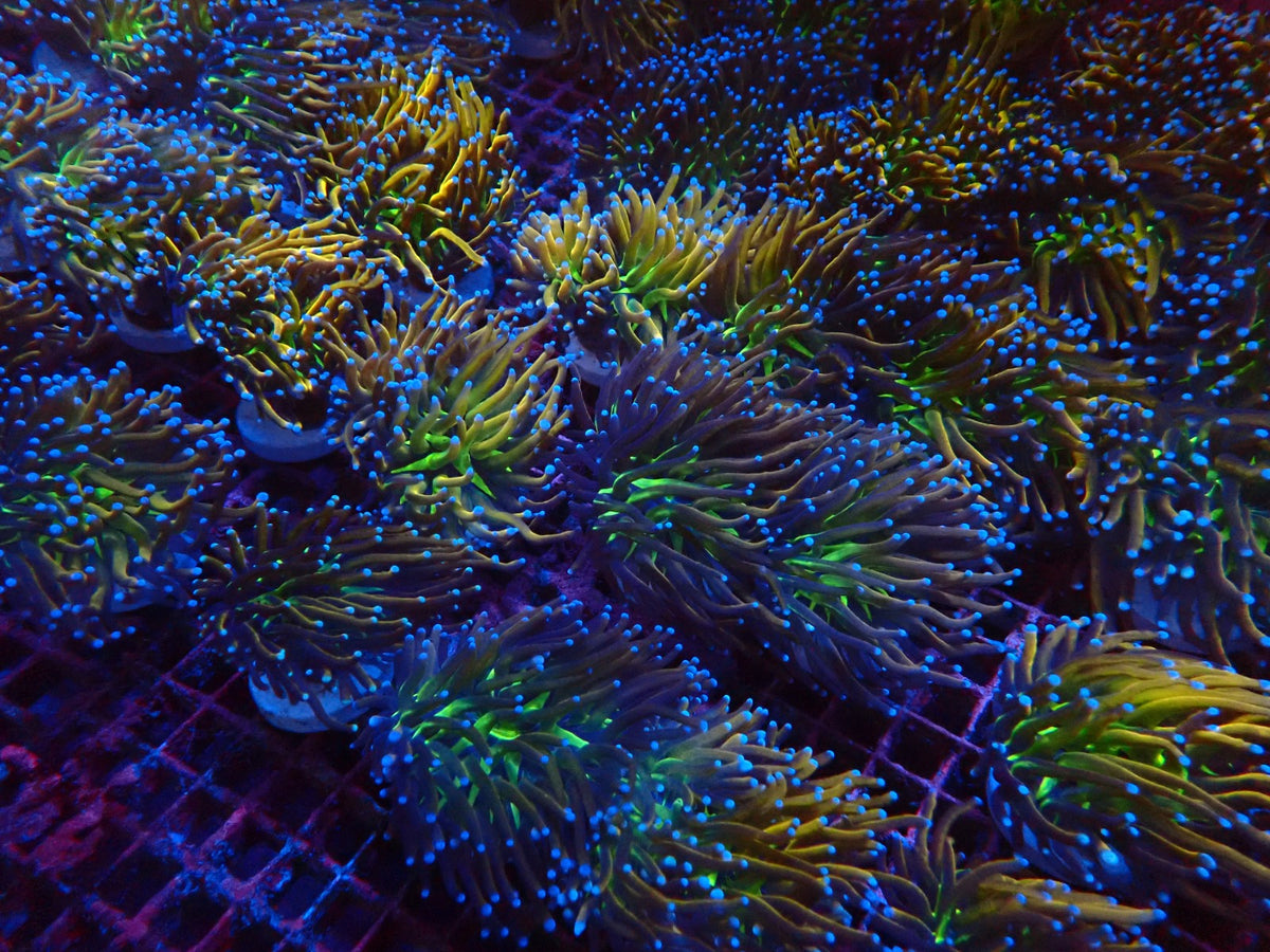 Euphyllia glabrescens (NYknicks) (p/h)
