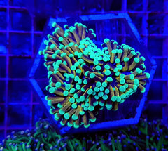 Euphyllia glabrescens (NYknicks) (1 hd.)