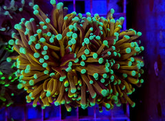 Euphyllia glabrescens (NYknicks) (5 hds.) f.