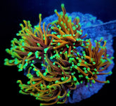 Euphyllia glabrescens (NYknicks) (p/h)
