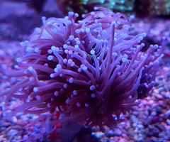 Euphyllia glabrescens (Orange-Yellow) (4 hds.) f.