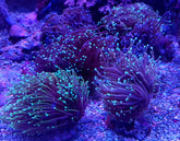 Euphyllia glabrescens (Orange-Yellow) (4 hds.) f.