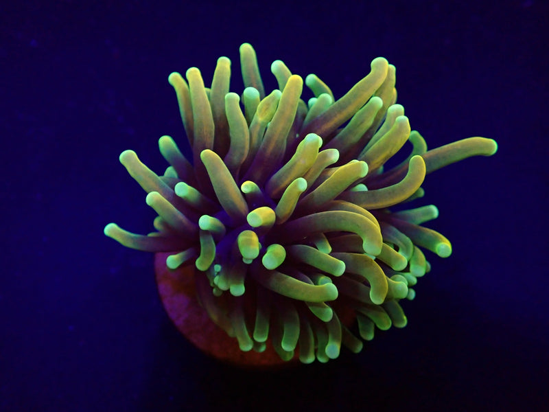 Euphyllia glabrescens (Orange-Yellow) (1 hd.)