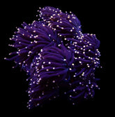 Euphyllia glabrescens (Orange-Pink tip)