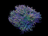 Euphyllia glabrescens (Rapunzel)