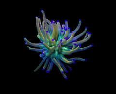 Euphyllia glabrescens (Rapunzel) (1 hd.)