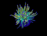 Euphyllia glabrescens (Rapunzel) (1 hd.)
