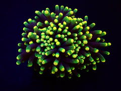 Euphyllia glabrescens (Rasta) (1 hd.)