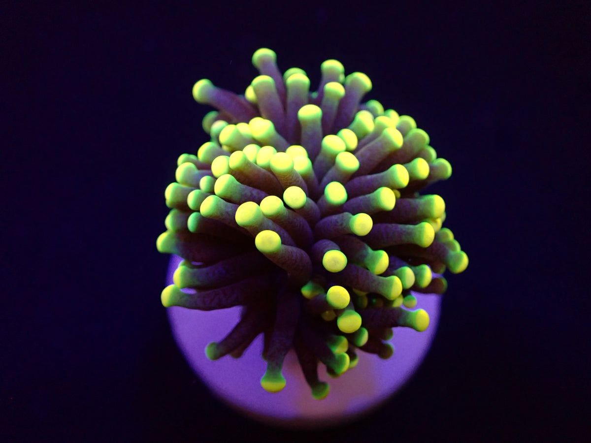 Euphyllia glabrescens (Rasta) (1 hd.)