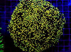 Euphyllia glabrescens (Rasta)