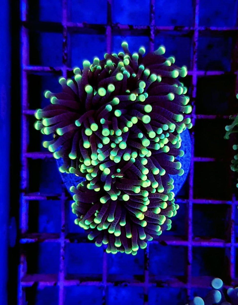 Euphyllia glabrescens (Rasta) (p/h)