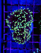 Euphyllia glabrescens (Rasta) (p/h)