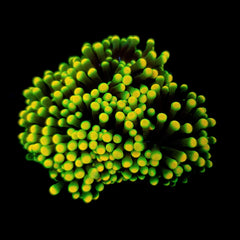 Euphyllia glabrescens (Rasta)