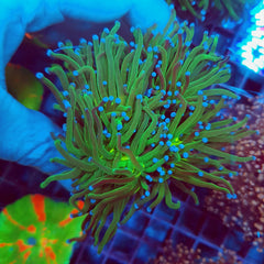 Euphyllia glabrescens (Reverse Holy Grail) (3 hds.) nf.