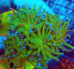 Euphyllia glabrescens (Reverse Holy Grail) (2 hds.) nf.