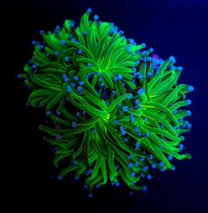 Euphyllia glabrescens (Reverse Holy Grail) (p/h)