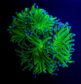 Euphyllia glabrescens (Reverse Holy Grail) (4 hds.) nf.