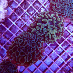 Euphyllia paraancora (Common) (p/h)