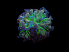 Euphyllia paraancora (DJM Voodoo Child) (1 hd.)