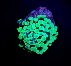 Euphyllia paraancora (Green) (Premium) (p/h)