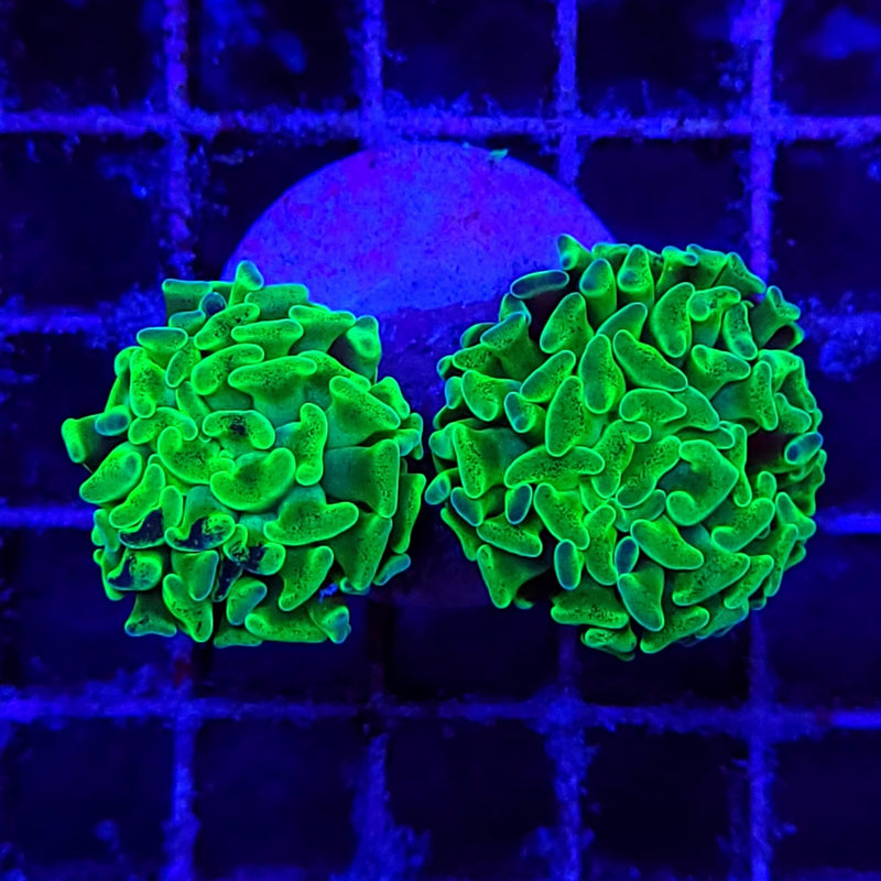 Euphyllia paraancora (Green) (Ultra)