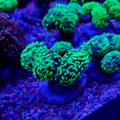 Euphyllia paraancora (Green) (Ultra)