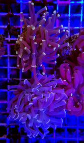 Euphyllia paraancora (Orange-Pink)