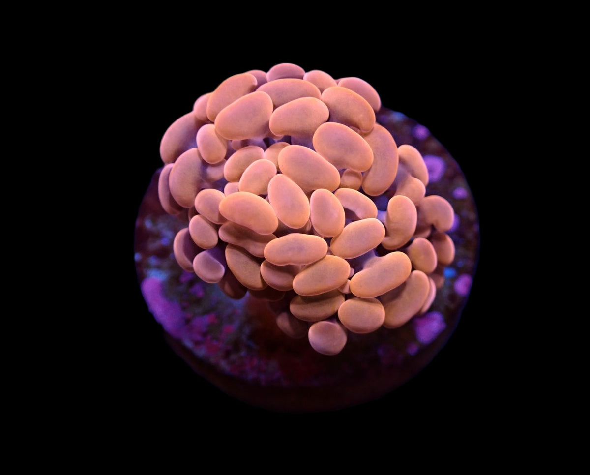 Euphyllia paraancora (Orange-Pink) (Premium) (p/h)