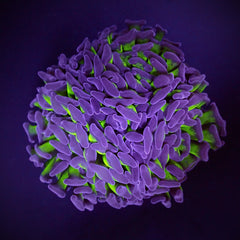 Euphyllia paraancora (Two Tone)