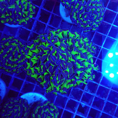 Euphyllia paraancora (Two Tone)