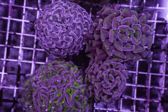 Euphyllia paraancora (Two Tone)