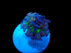 Euphyllia paraancora (Voodoo Child) (p/h)