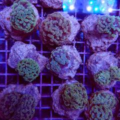 Euphyllia paraancora (Yellow-Gold)