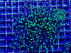 Euphyllia paradivisa (Green)