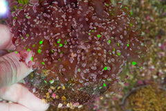 Euphyllia paradivisa (Green) (Premium)