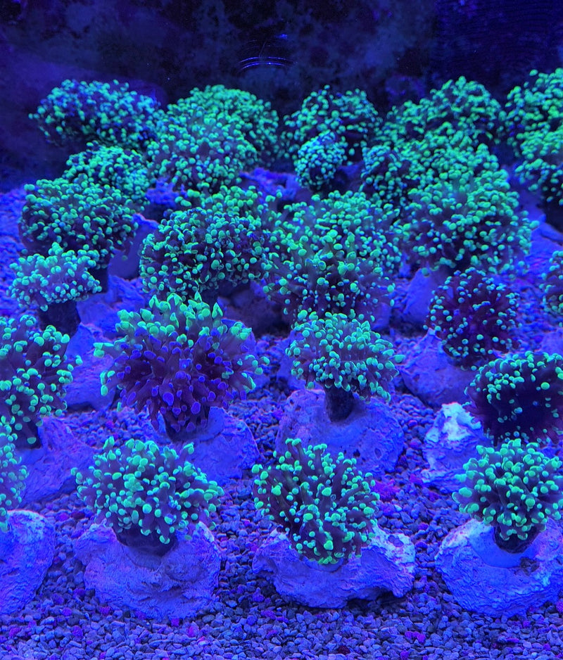 Euphyllia paradivisa (Green) (Premium)