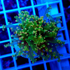 Euphyllia paradivisa (Green) (Ultra) (p/h)
