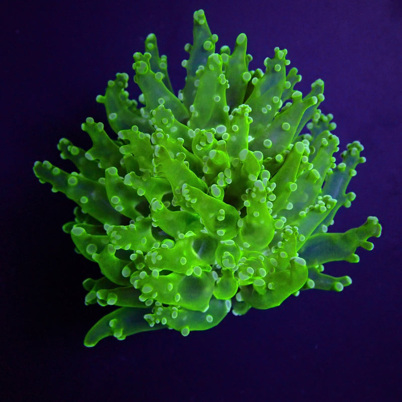 Euphyllia paradivisa (Green) (Ultra) (p/h)