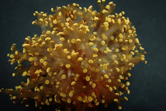 Euphyllia paradivisa (Orange-Yellow) (1 hd.)